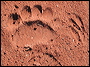 Bear Tracks and Scat in the Superstitions