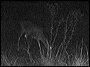 Deer in the Superstitions