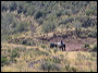 Equines in the Superstitions
