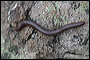 Millipedes in the Superstitions