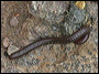Millipedes in the Superstitions