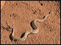 Rattlesnake in the Superstitions