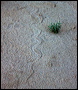 Rattlesnake in the Superstitions