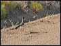 Roadrunners in the Superstitions