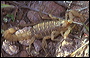 Scorpion in the Superstitions
