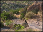 Turkey Vulture in the Superstitions
