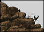 Turkey Vulture in the Superstitions