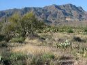 Hike on the Black Mesa loop in the Superstitions