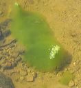 Algae in the Superstitions