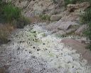 Algae in the Superstitions