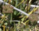American Wild Carrot in the Superstitions