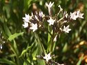 Amsonia in the Superstitions