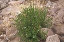 Amsonia in the Superstitions