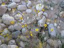 Annual Goldeneye in the Supersition Wilderness
