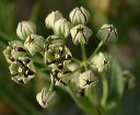 Antelope Horns Milkweed in the Supersitions