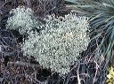Arizona Cudweed in the Superstitions