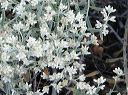 Arizona Cudweed in the Superstitions