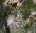 Arizona Thistle in the Superstitions
