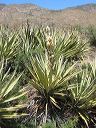 Banana Yucca in the Supersitions