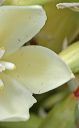 Banana Yucca in the Supersitions