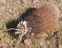 Barrel Cactus in the Supersitions