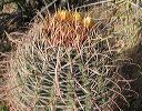 Barrel Cactus in the Supersitions
