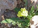Bottle Evening Primrose in the Supersitions