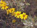 Brittlebush in the Supersitions