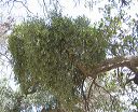 Broadleaf Mistletoe in the Supersitions