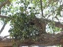 Broadleaf Mistletoe in the Supersitions