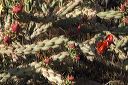 Buckhorn Cholla Cactus  in the Supersitions