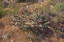 Buckhorn Cholla Cactus  in the Supersitions