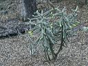 Cane Cholla Cactus in the Supersitions