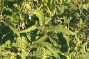 Canyon Ragweed in the Supersitions
