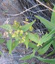 Canyon Ragweed in the Supersitions