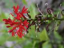Cardinal Flower in the Supersitions