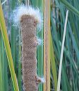 Cattail in the Superstitions