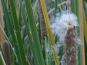 Cattail in the Superstitions