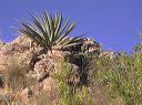 Century Plant in the Superstitions