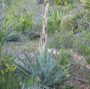 Century Plant in the Superstitions