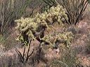Chain Fruit Cholla Cactus in the Supersitions