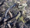 Cholla Cactus Skeletons in the Supersitions