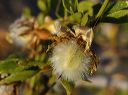 Creosote Bush in the Supersitions