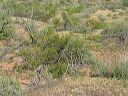 Creosote Bush in the Supersitions