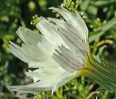 Desert Chicory in the Supersition Wilderness