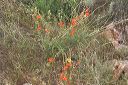 Desert Globemallow in the Superstitions