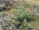 Desert Globemallow in the Superstitions