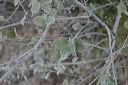 Desert Lavender in the Supersition Wilderness