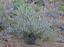 Desert Lavender in the Supersition Wilderness