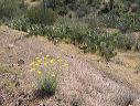 Desert Marigolds in the Supersitions